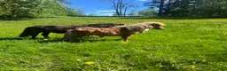 Övrigt hästar till salu: Minishetland hingst  - Annons 3