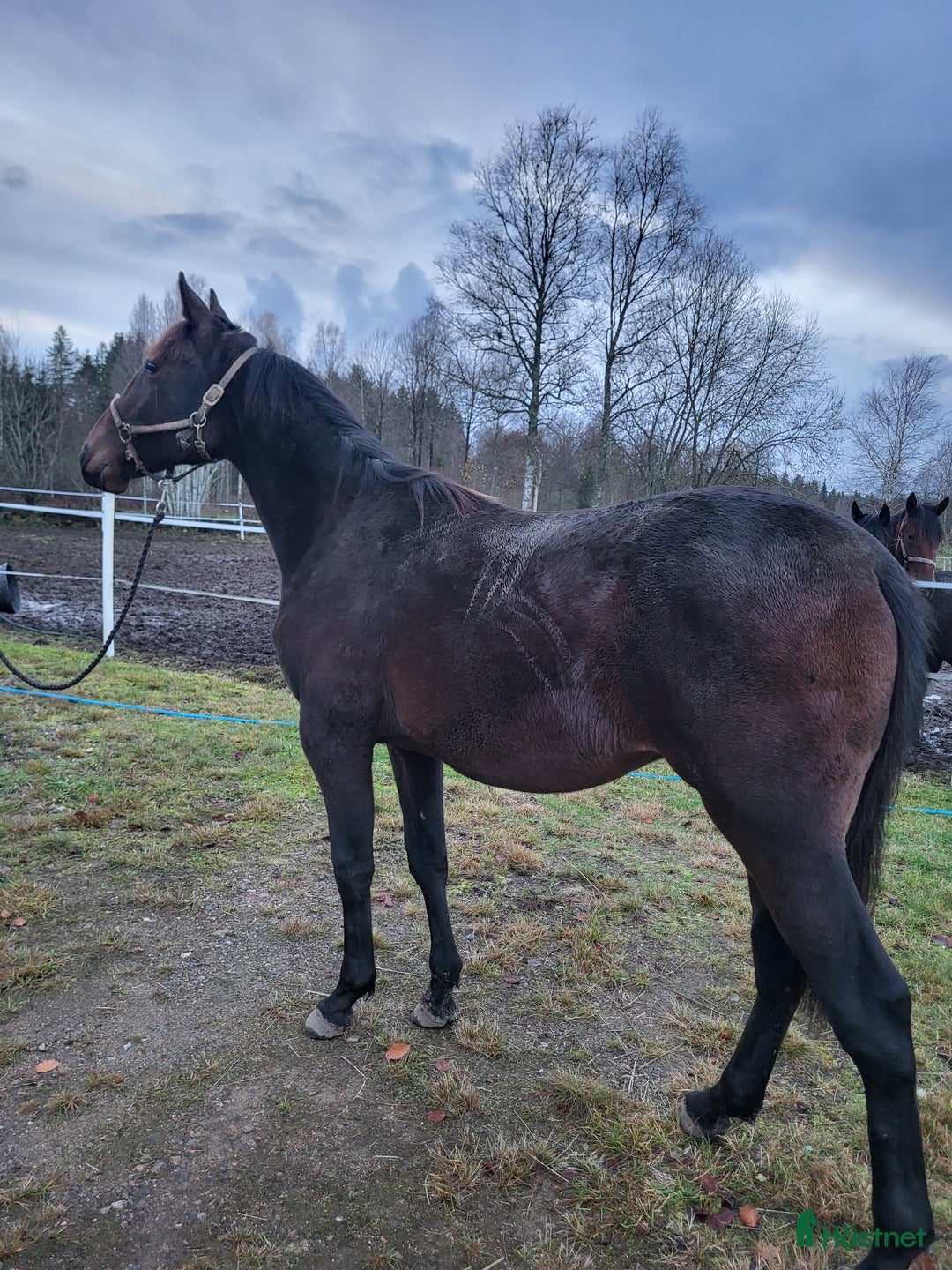 Trav hästar till salu: Amaru Boko hingst i Vårgårda - Annons 3