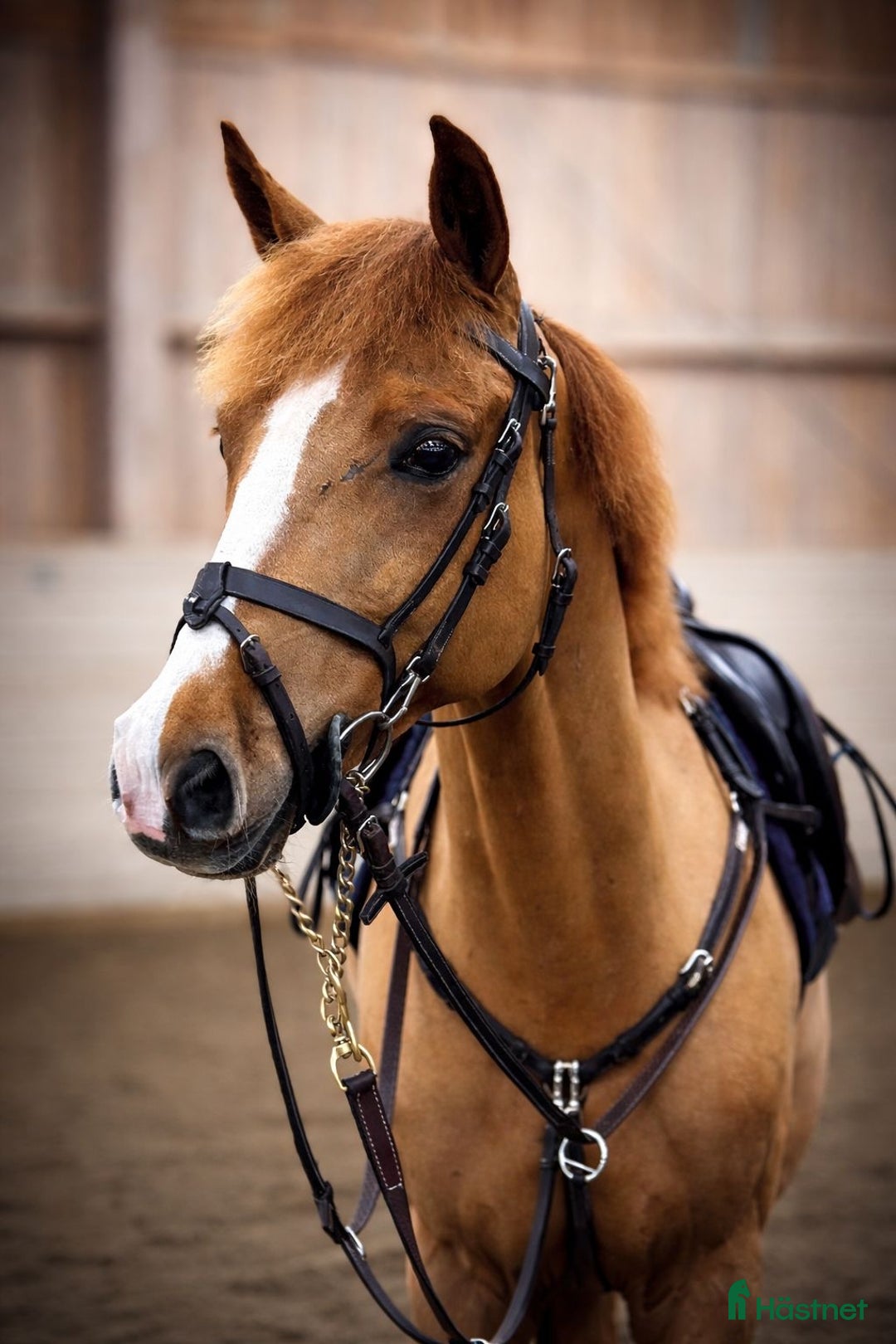 Hoppning hästar till salu: Ponny för tävlingsbanorna i Kungsängen - Annons 2