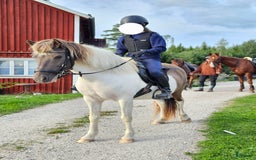 Island hästar till salu: Dräktigt islandssto i Matfors - Annons 3