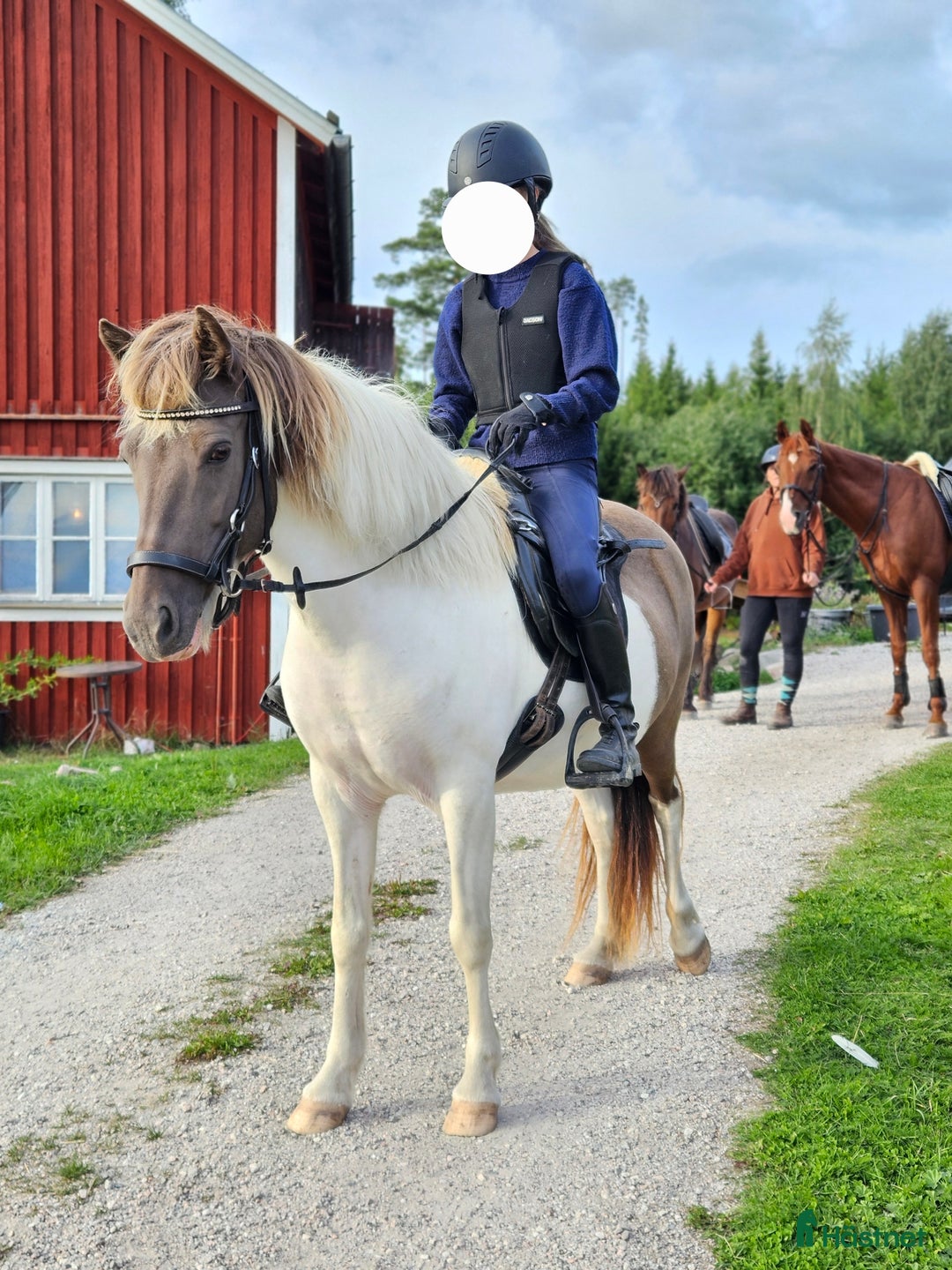 Island hästar till salu: Dräktigt islandssto i Matfors - Annons 3