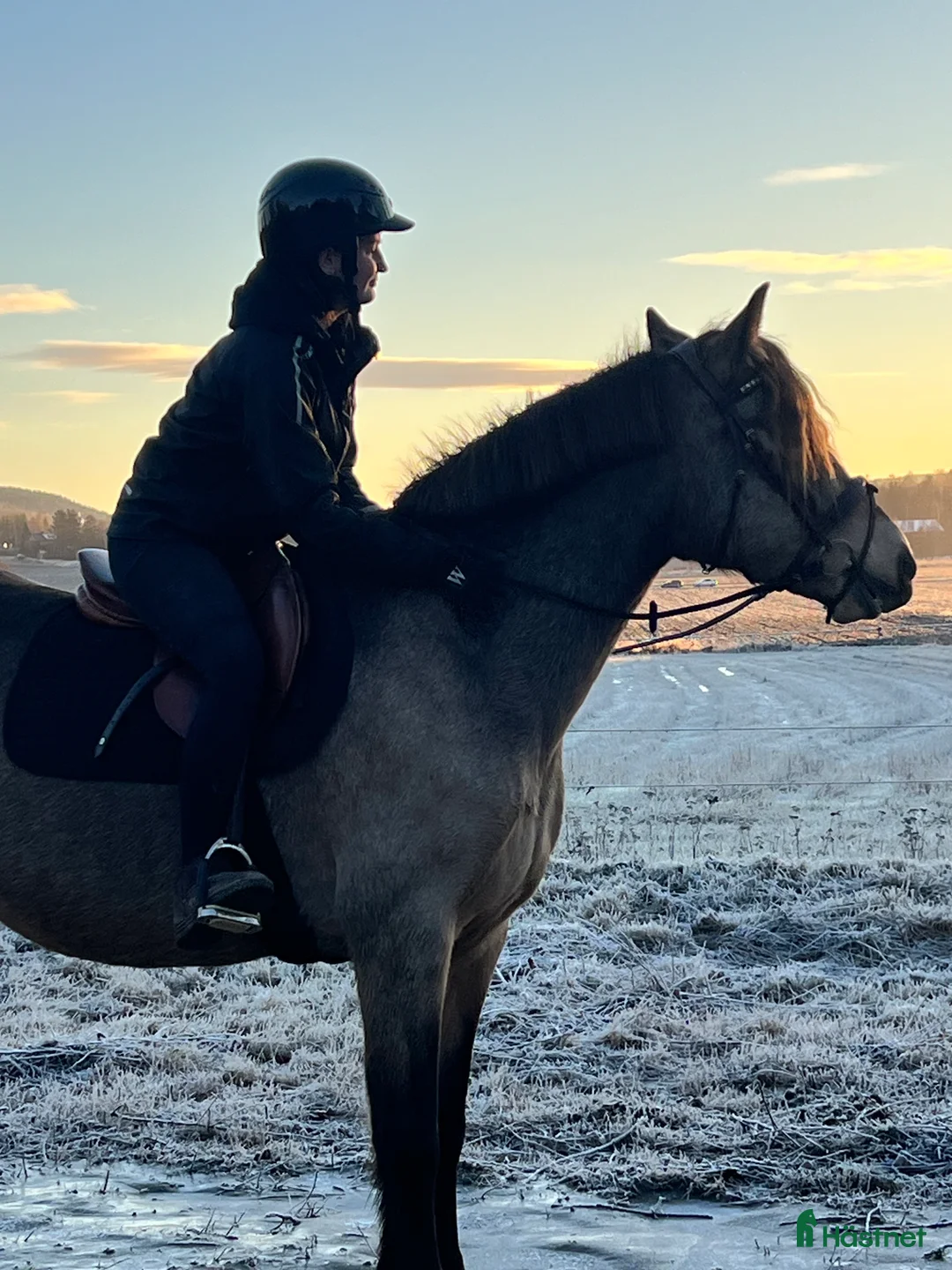 Allround hästar till salu: Fin mor och dotter häst!  - Annons 7