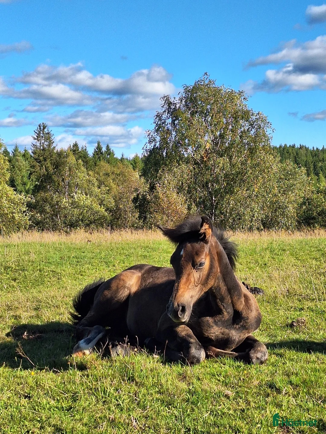 Hoppning hästar till salu: Rörligt stoföl med prestationsstam - Annons 2