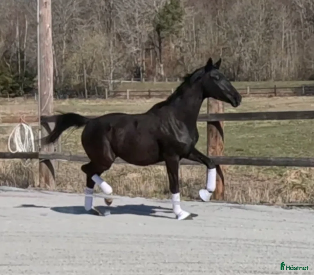 Dressyr hästar till salu: Trevlig 2 åring - Annons 2