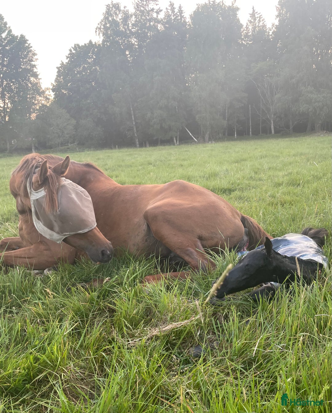 Avelshästar hästar till salu: Avelssto med dröm-stam!  i Hjortkvarn - Annons 2