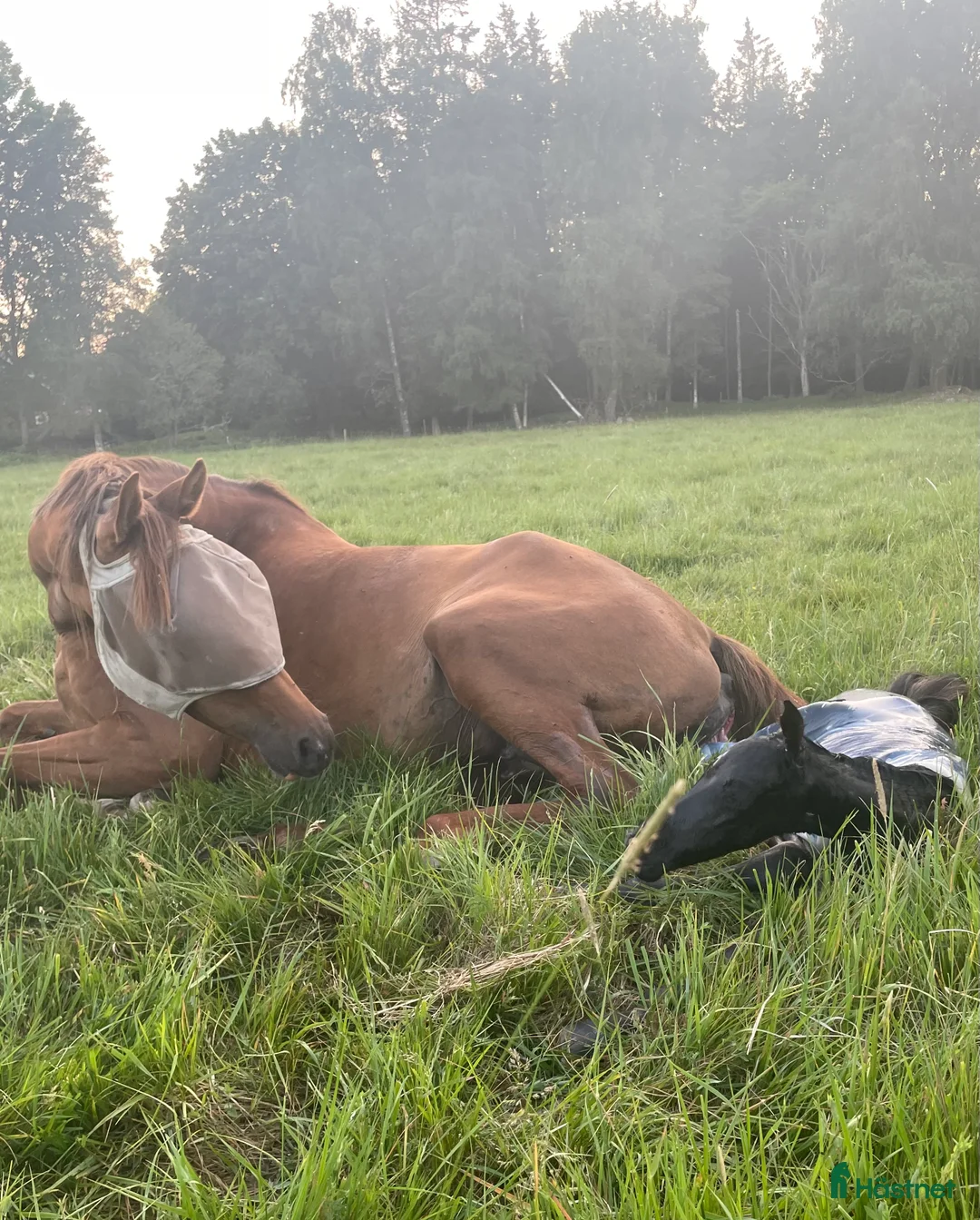 Avelshästar hästar till salu: Avelssto med dröm-stam!  i Hjortkvarn - Annons 2