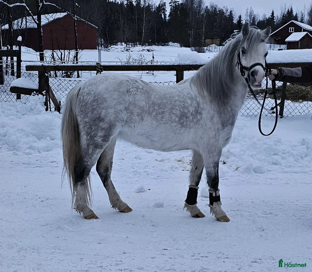 Allround hästar till salu: Vacker blåögd Welsh Mountain - Annons 2