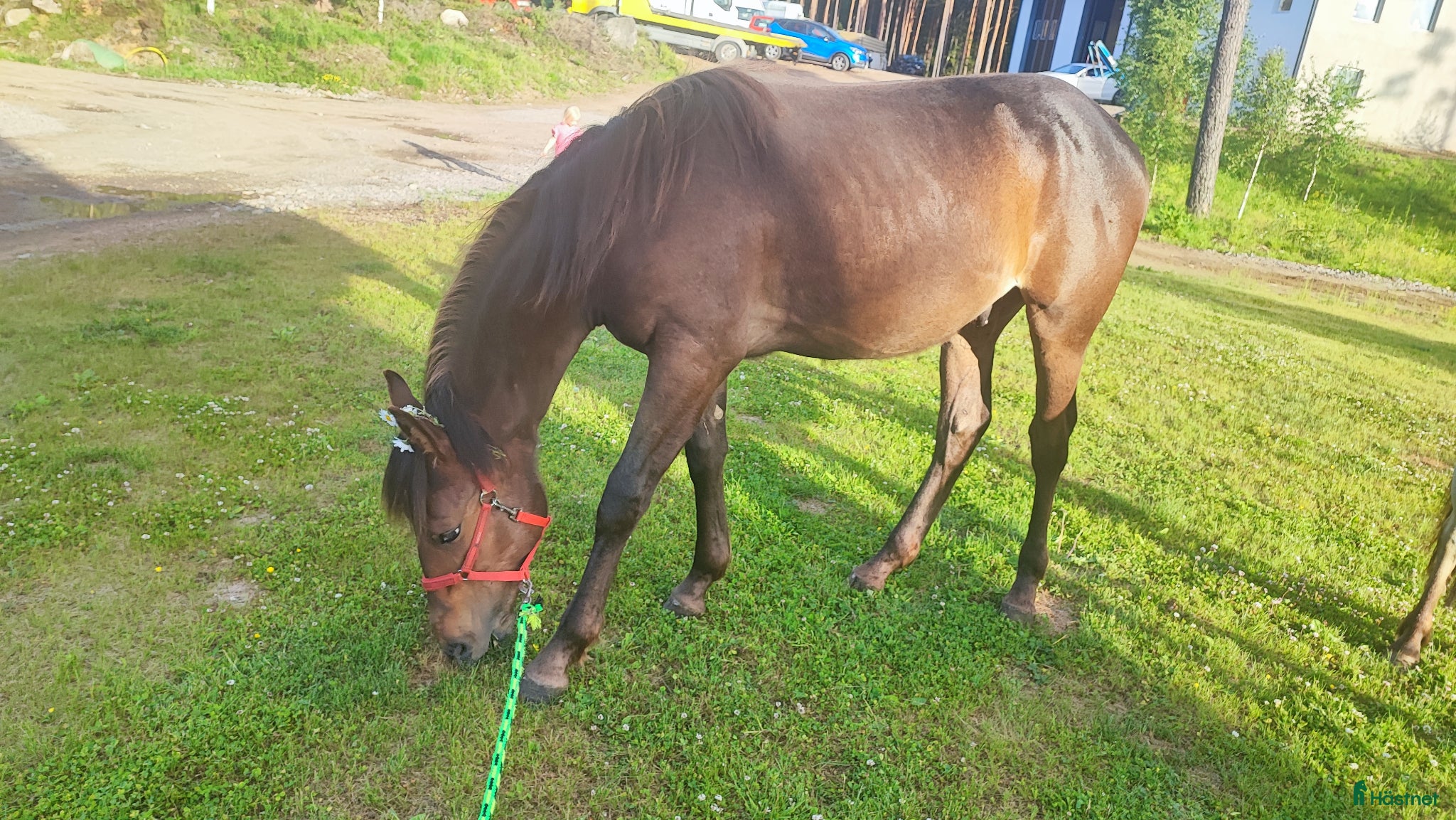  hästar Ljuvlig kille  - Annons 5