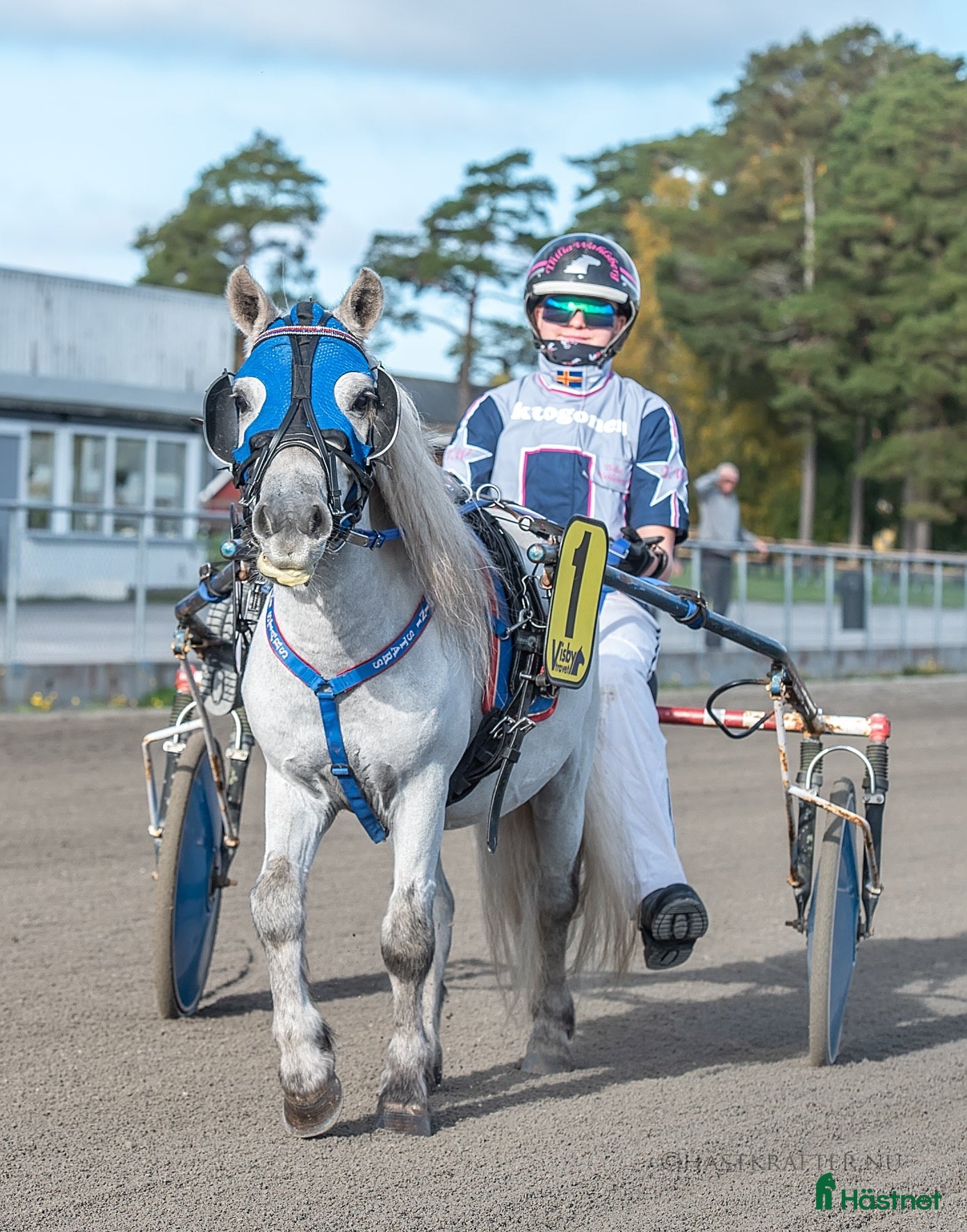  hästar Sagoponnyn Milo nu startad 🏆 - Annons 4