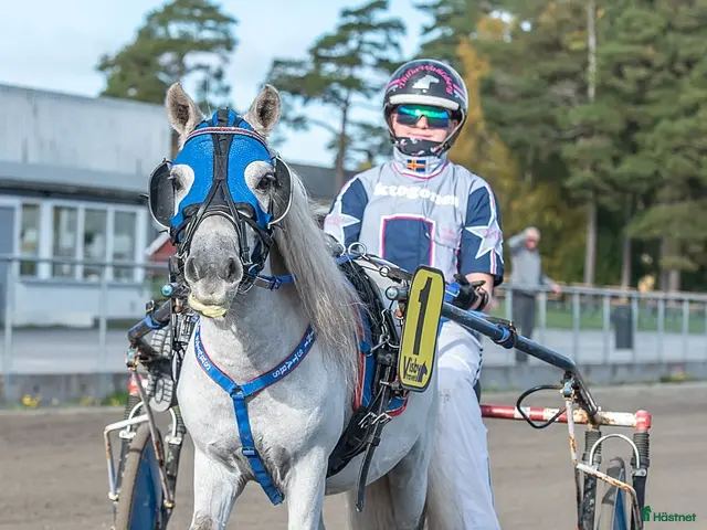 hästar till salu: Sagoponnyn Milo nu startad 🏆 - Annons 4