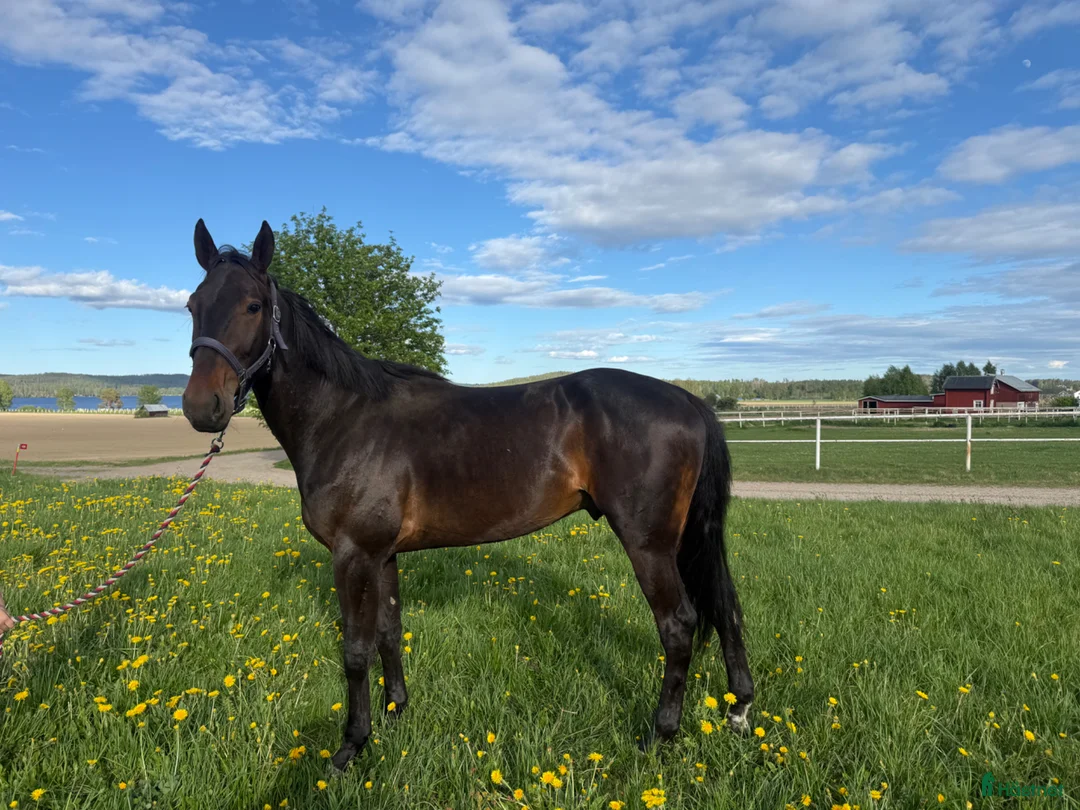 Trav hästar till salu: Trevlig 3 åring valack  - Annons 2
