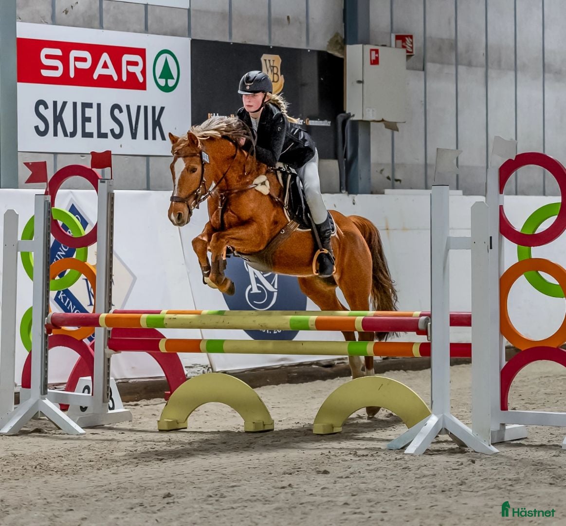  hästar Tysk sportsponni  - Annons 7
