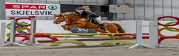 Allround hästar till salu: Tysk sportsponni  - Annons 1