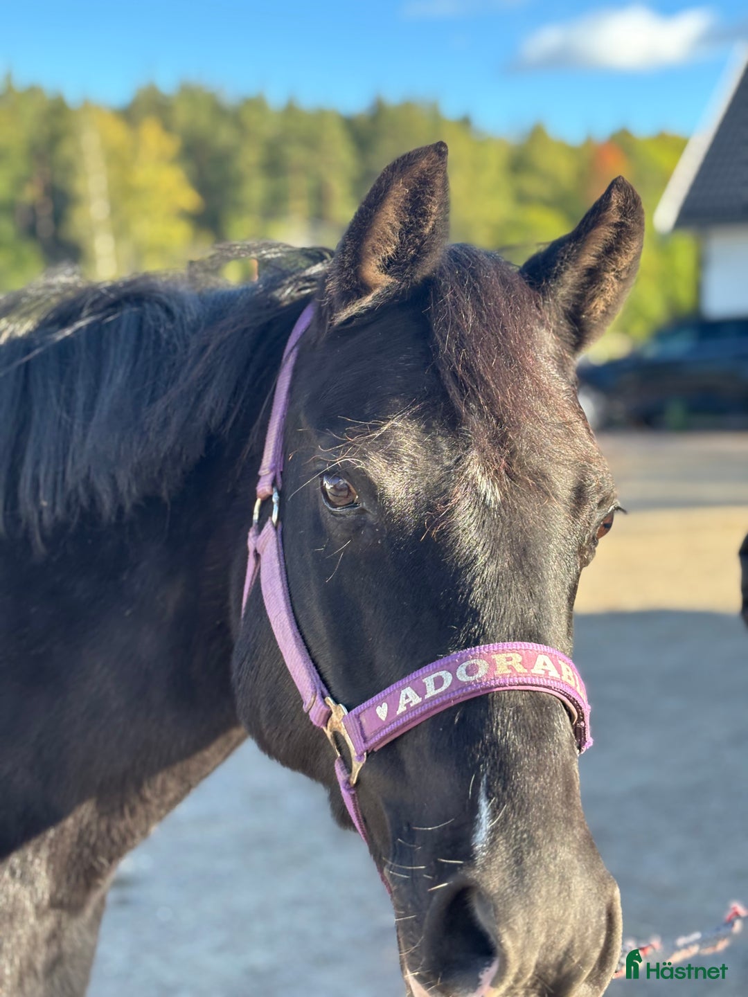 Allround hästar till salu: Vacker ponny med avelsvärde  i Sigtuna - Annons 3