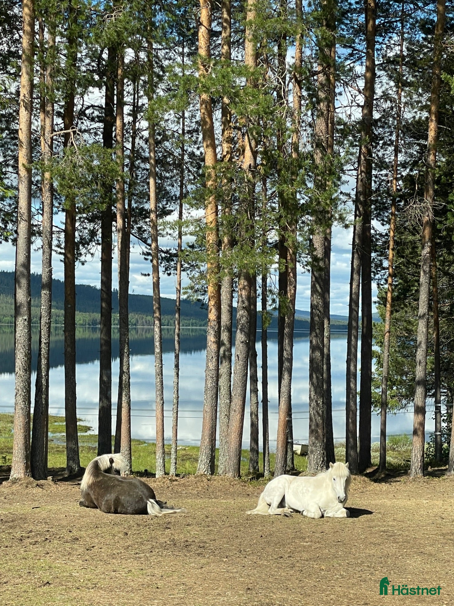  hästar Söker islandshäst  - Annons 5