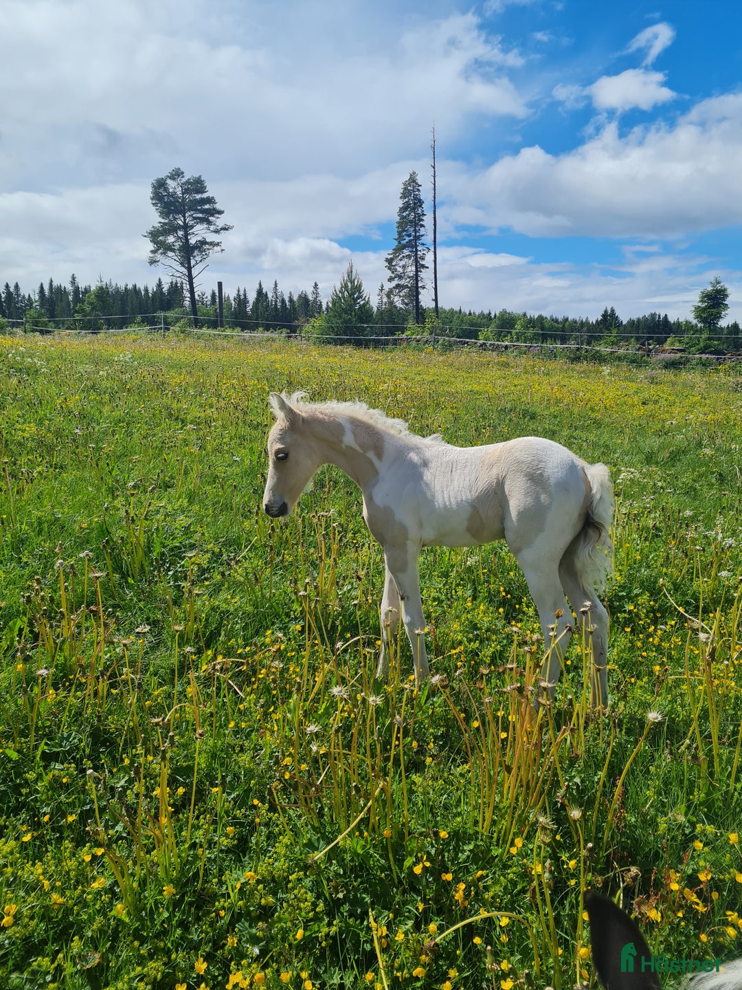 Allround hästar till salu: Drömponny e. Orchard Zweed i Östersund - Annons 6