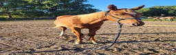 Western hästar till salu: Elegant Paintsto med framtid för Pleasure & Hunter - Annons 5