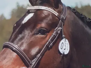 Träns hästutrustning Hervè Godignon i Ödsmål - Annons 21