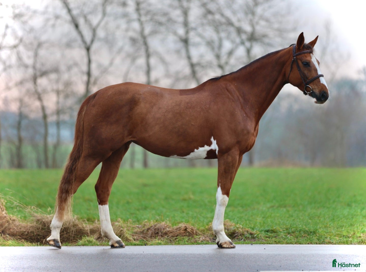  hästar VACKER TÄVLINGSHÄST 🩷 i Helsingborg - Annons 7