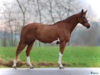 hästar VACKER TÄVLINGSHÄST 🩷 i Helsingborg - Annons 7