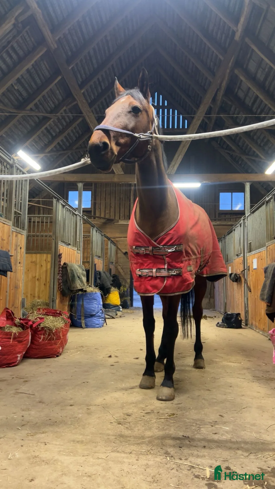 Allround hästar till salu: Hjärtehäst till salu - Annons 2