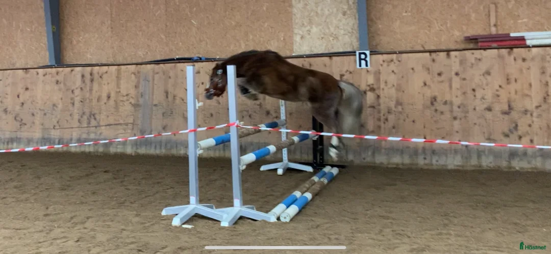 Allround hästar till salu: Världens bästa ponny 🦄 - Annons 1