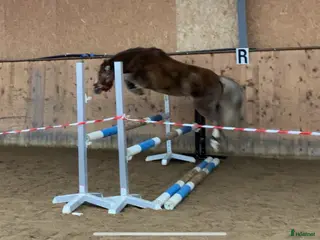 hästar Världens bästa ponny 🦄 - Annons 1