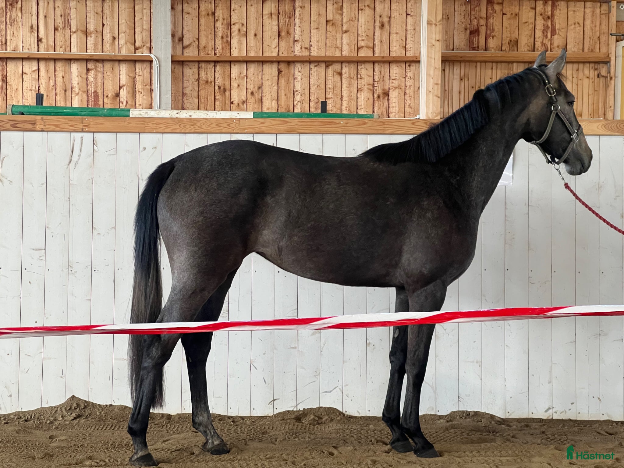  hästar Lovande 3 åring  - Annons 5