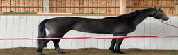 Hoppning hästar till salu: Lovande 3 åring  - Annons 1