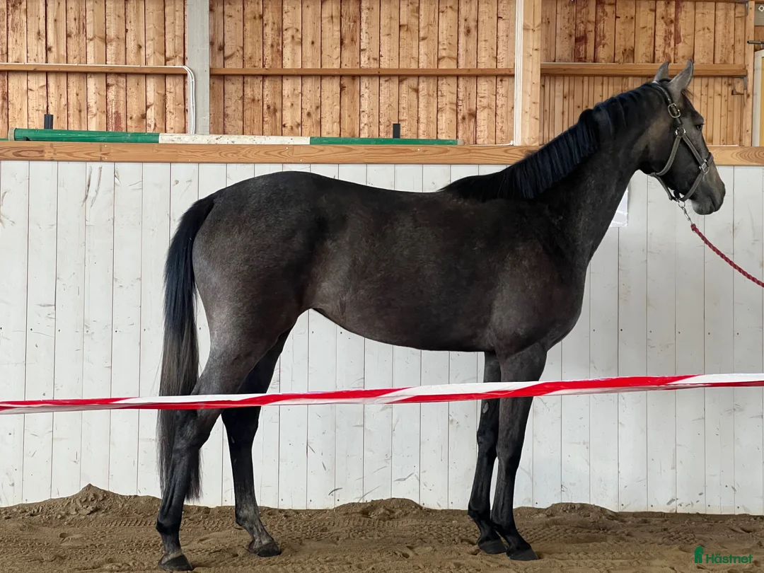 Hoppning hästar till salu: Lovande 3 åring  - Annons 1