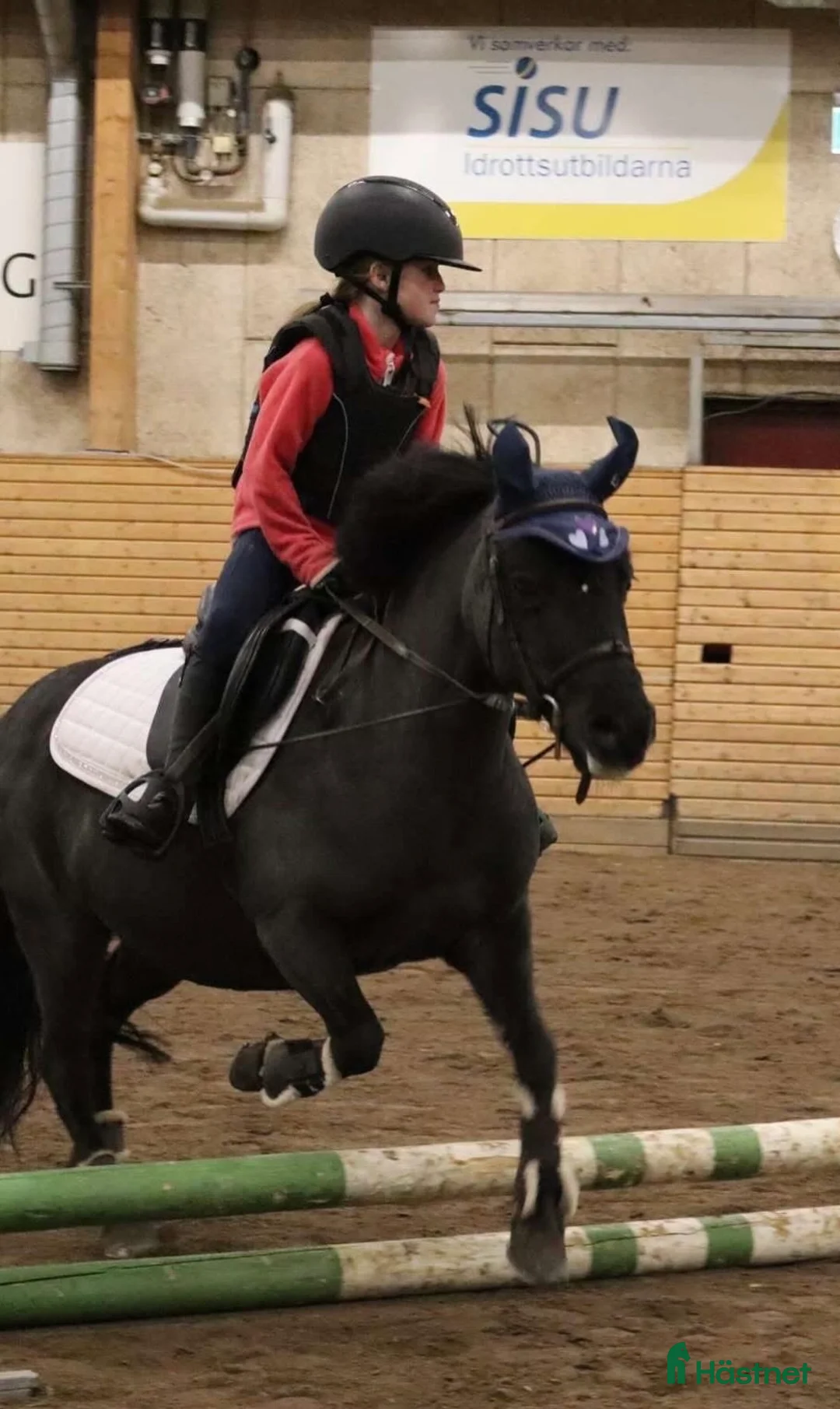 Allround hästar till salu: Bombsäker B-ponny - Annons 1