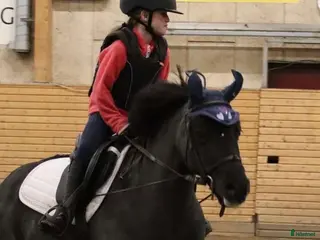 hästar Bombsäker B-ponny - Annons 13