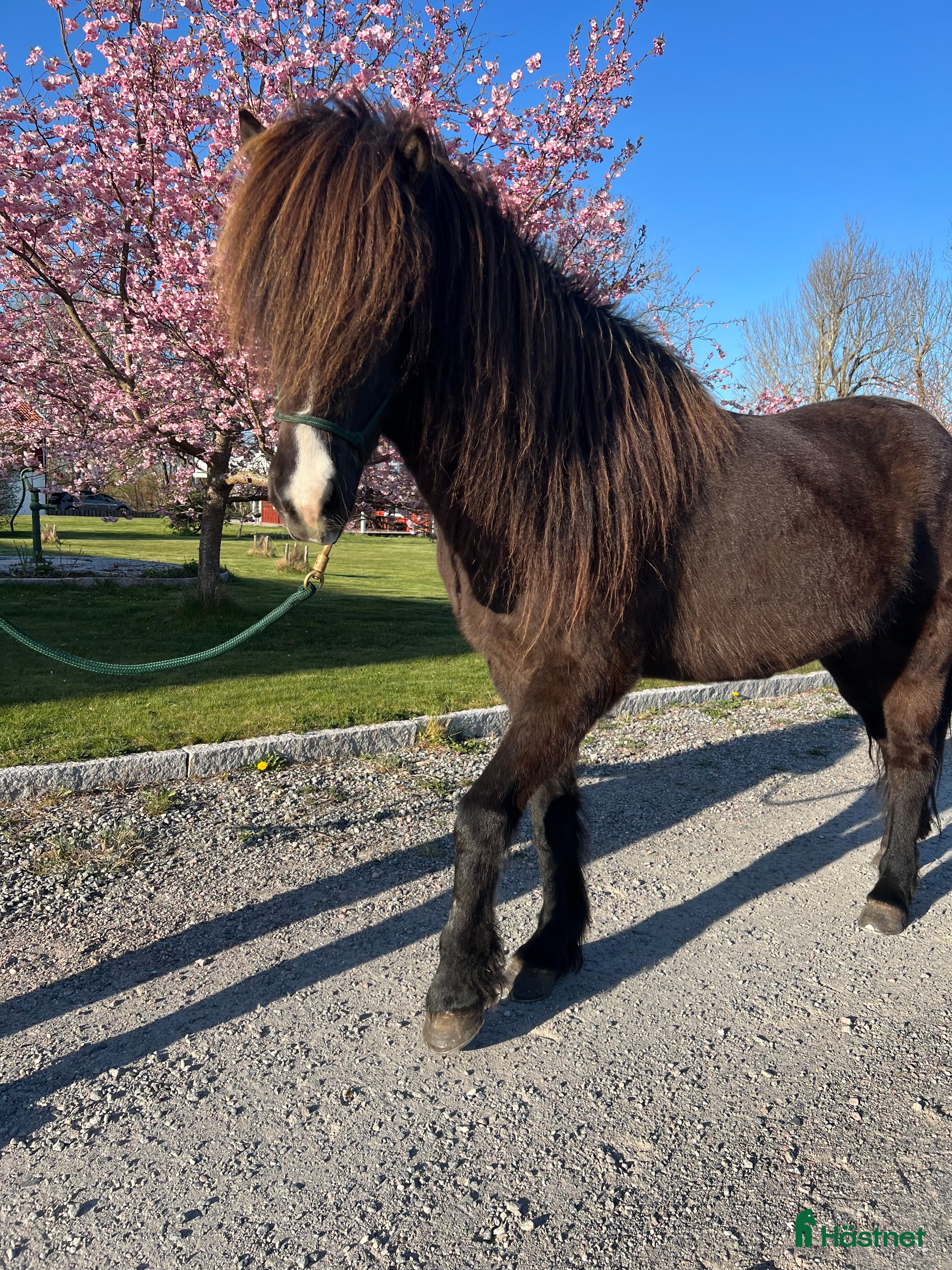  hästar Trevlig och rolig valack  i Kumla - Annons 16