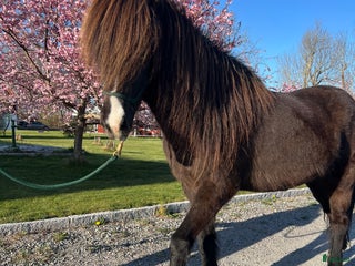 hästar Trevlig och rolig valack i Kumla - Annons 22