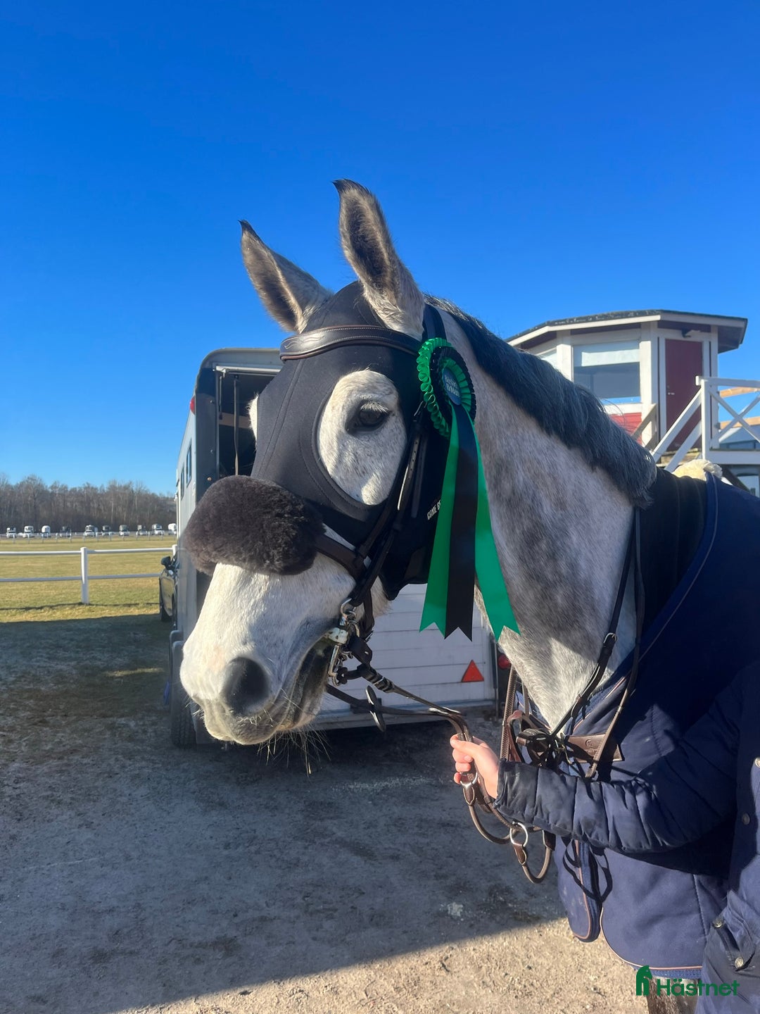 Dressyr hästar till salu: Trevlig stor valack med stort hjärta  🌟🦄  i Halmstad - Annons 1