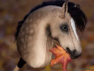 Övrig Ryttarutrustning ryttarutrustning till salu: KÄPPHÄST TILL SALU - Annons 9