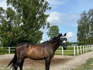 hästar Mysig valack till lättare ridning / sällskap - Annons 1