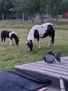  hästar Amerikansk minatyrhäst i Olofström - Annons 8