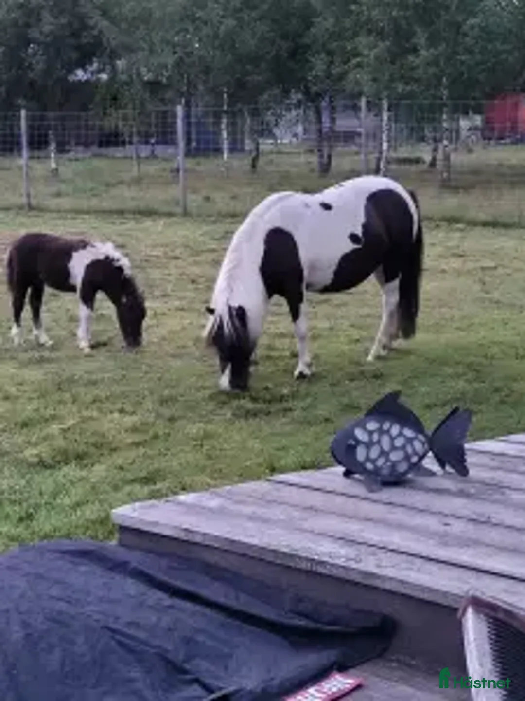 Sällskap hästar till salu: Amerikansk minatyrhäst i Olofström - Annons 1