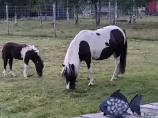 hästar Amerikansk minatyrhäst i Olofström - Annons 10