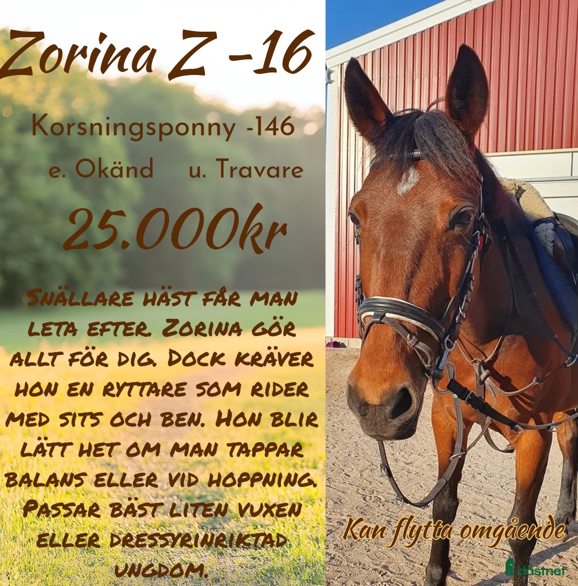  hästar Nu vill vi hitta rätt hem till denna tjej i Kvibille - Annons 9