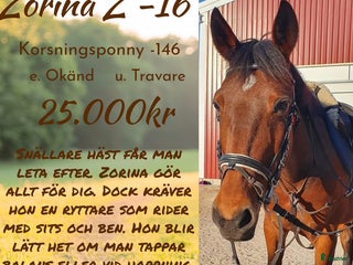 hästar Nu vill vi hitta rätt hem till denna tjej i Kvibille - Annons 1