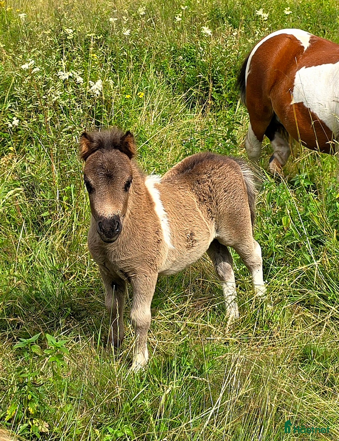 Allround hästar till salu: Bedårande minishetland i Hörby - Annons 10