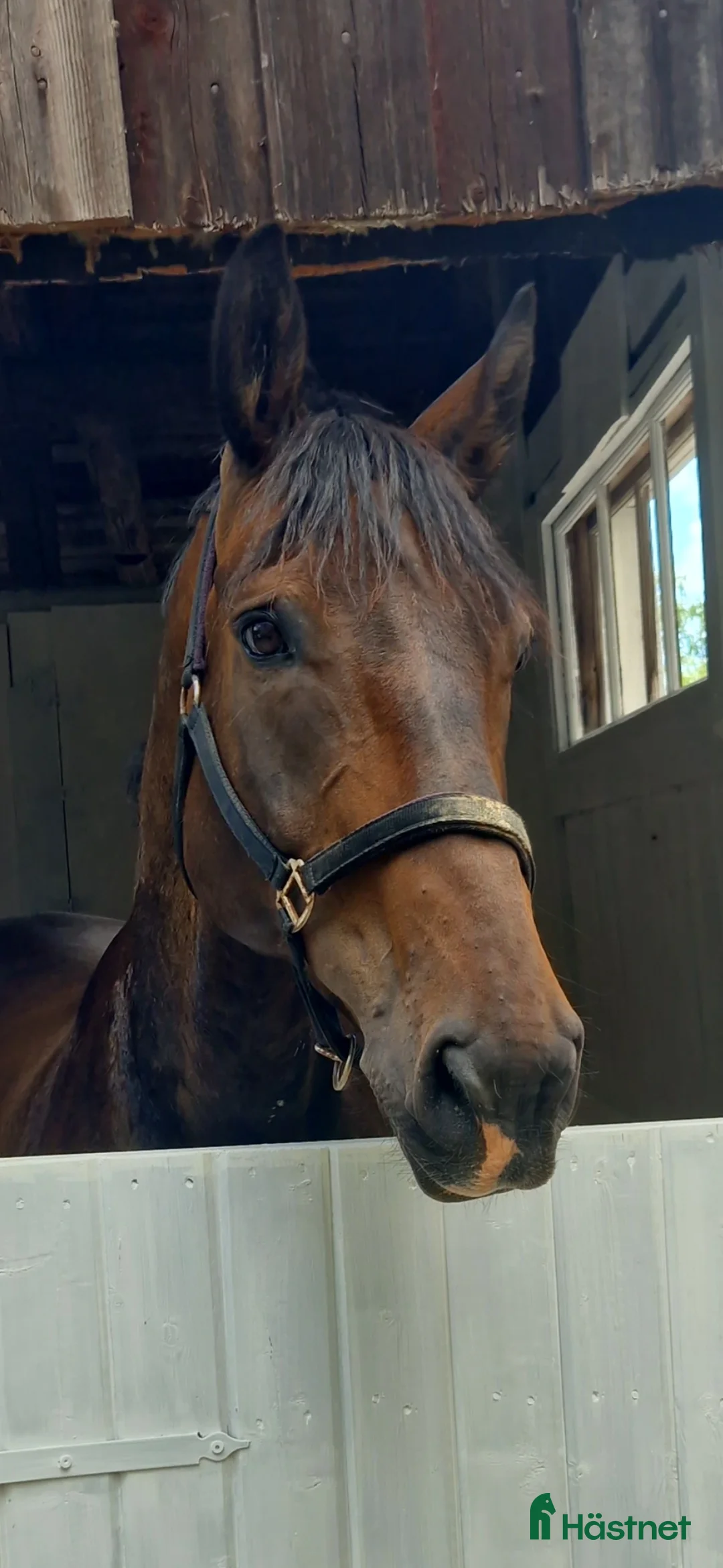 Allround hästar till salu: SWB valack. "Projekt" i Bollstabruk - Annons 2