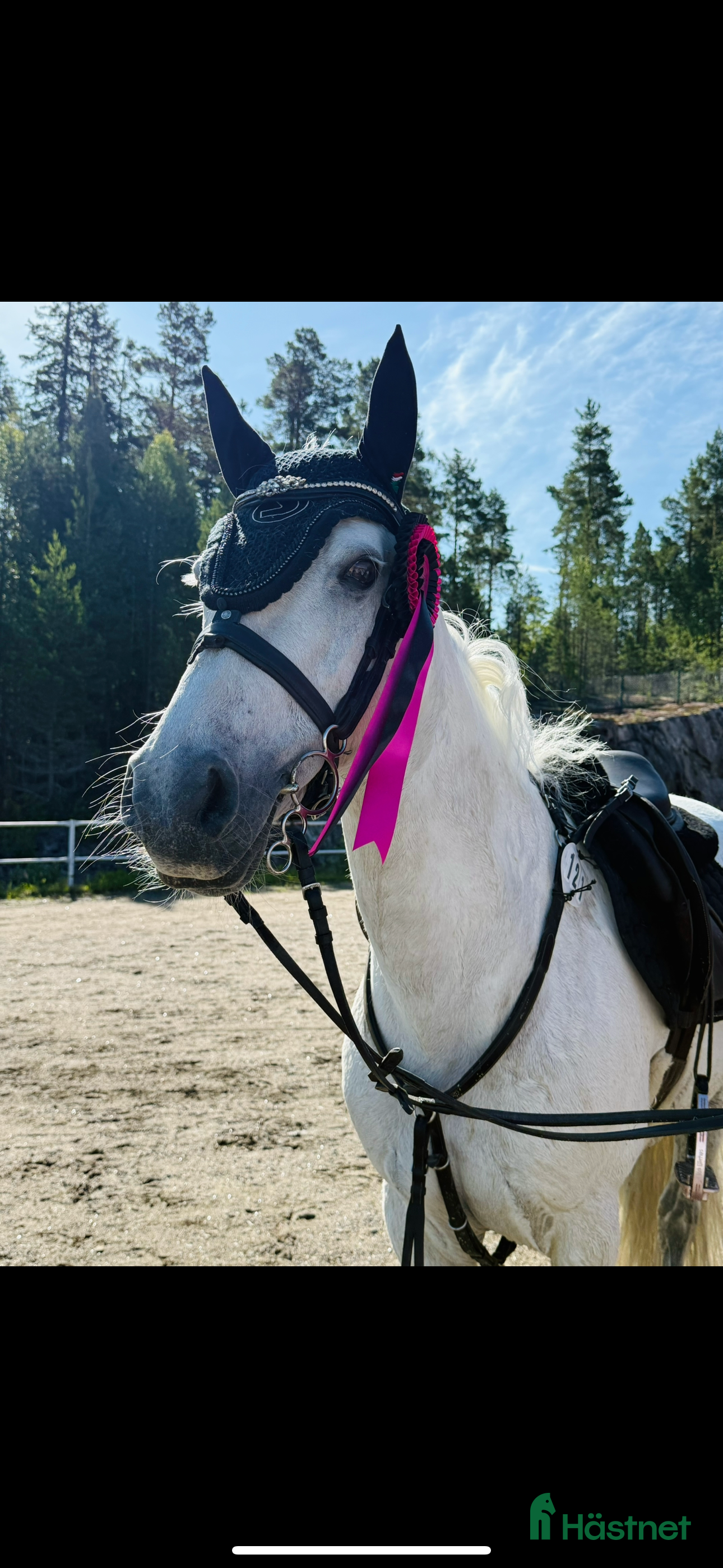  hästar Super fin c ponny connemara  i Delsbo - Annons 11