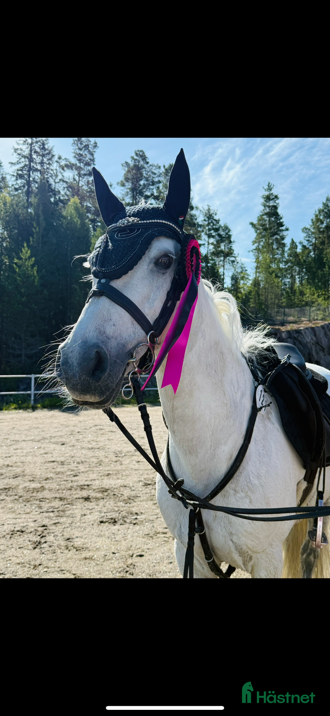 Hoppning hästar till salu: Super fin c ponny connemara  i Delsbo - Annons 1