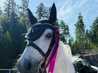 hästar Super fin c ponny connemara i Delsbo - Annons 12