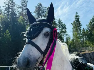 hästar Super fin c ponny connemara i Delsbo - Annons 5