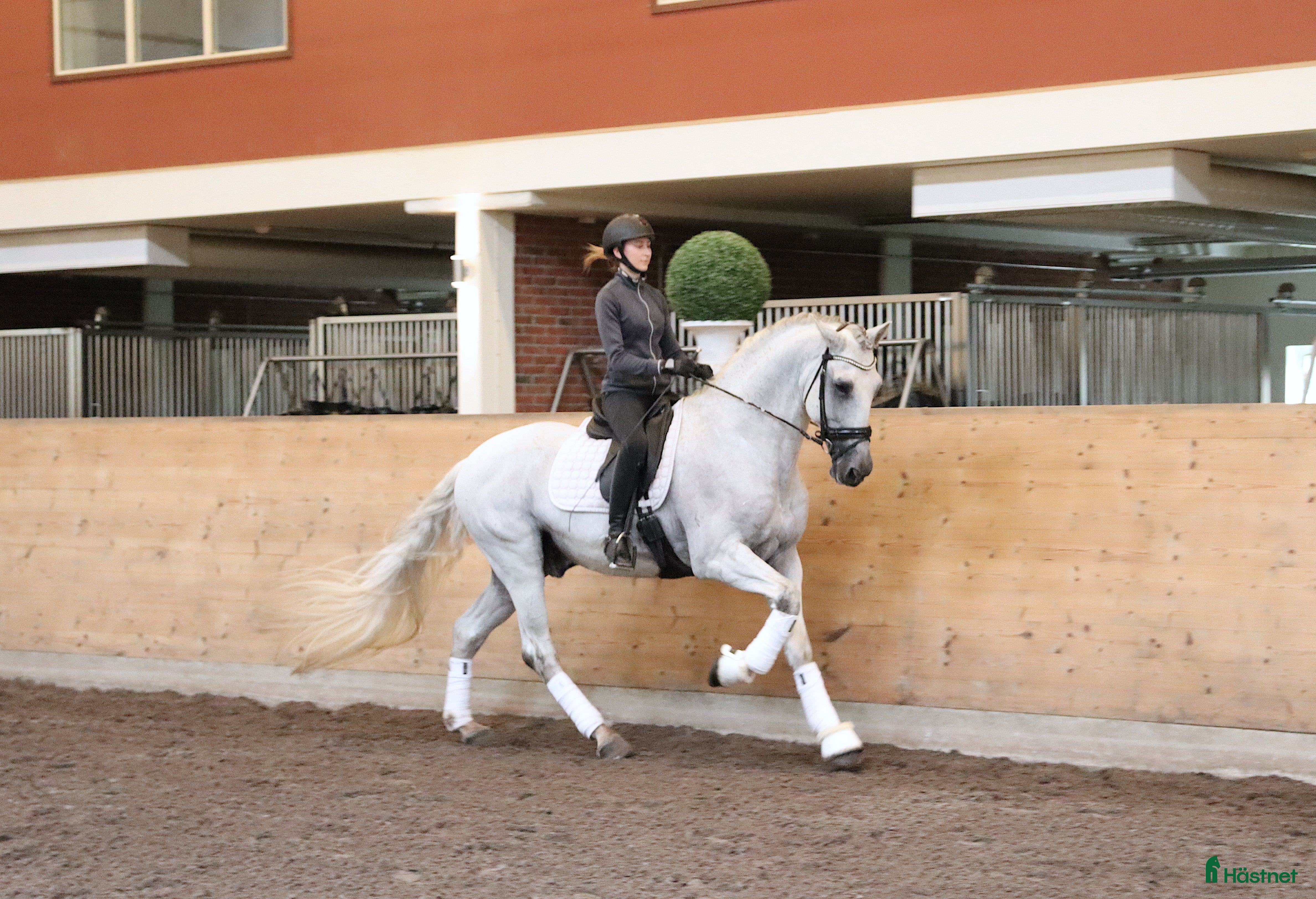 hästar Vacker PRE-hingst!  i Stora Sundby - Annons 5