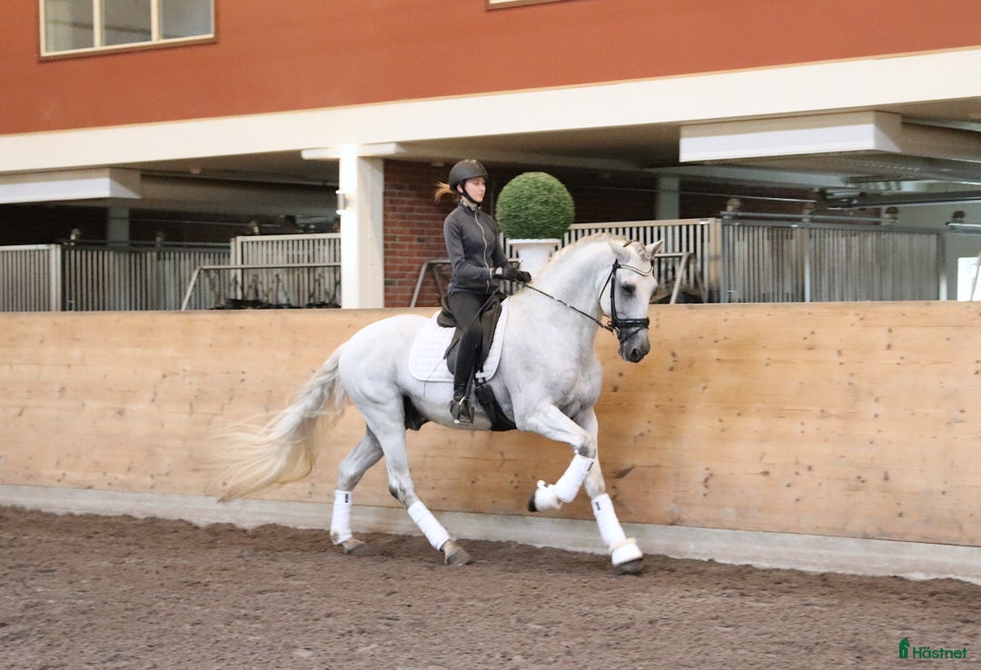 Dressyr hästar till salu: Vacker PRE-hingst!  i Stora Sundby - Annons 1